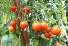 Сорт томатов Сибирский скороспелый