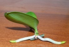 Размножение орхидеи фаленопсис