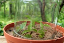 Размножение садового жасмина