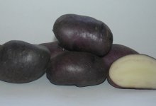 Обзор картофеля сорта Чугунка