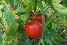 Обзор сорта томатов Надежда