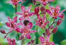 Трициртис (cадовая орхидея)