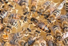 Замена матки у пчёл