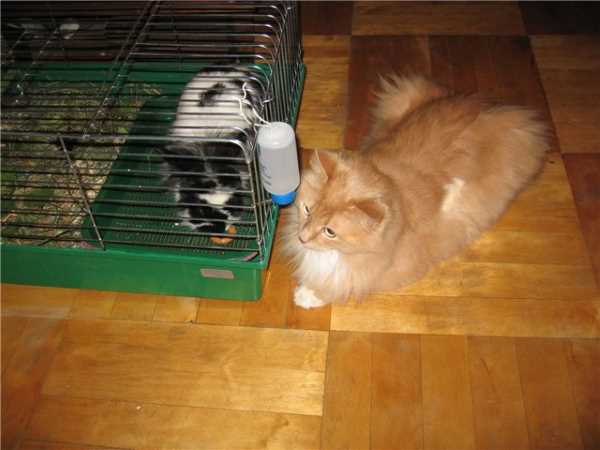 Кот и кролик.