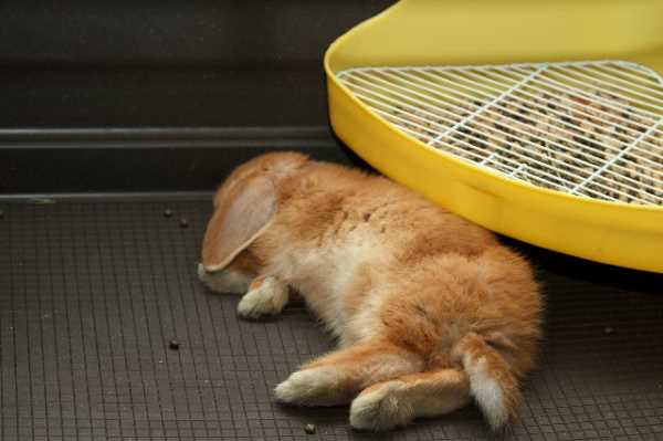 Кролик устал.