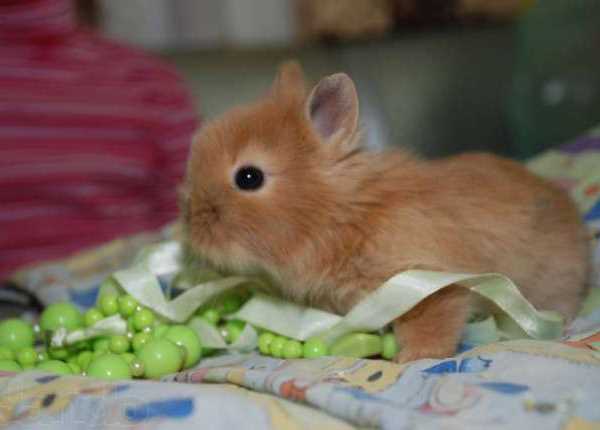 Ангорский карликовый декоративный кролик 