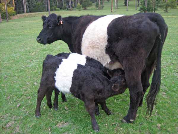 Мама с теленками.