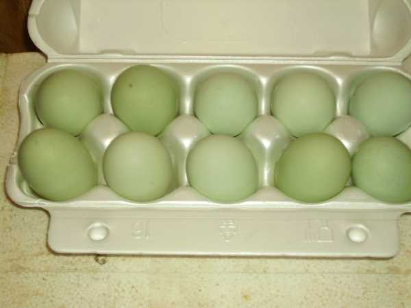 Особенность курицы то что она несет зеленные яйца.