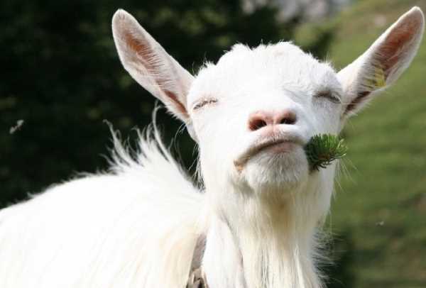Русская белая коза ест травку.