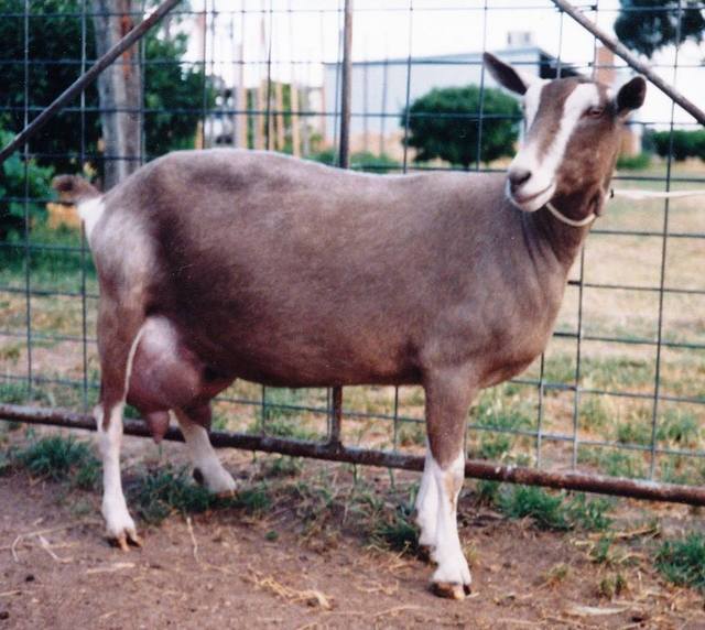 Тоггенбургская порода коз.