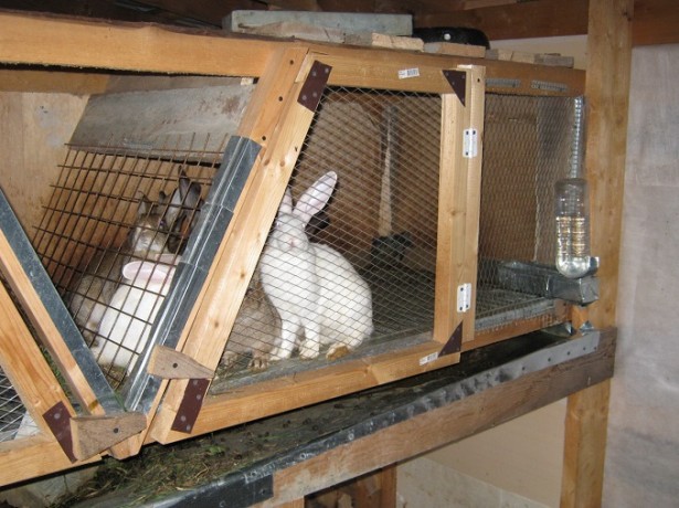 На фото клетка для кроликов
