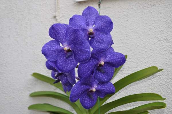Орхидея Ванда.
