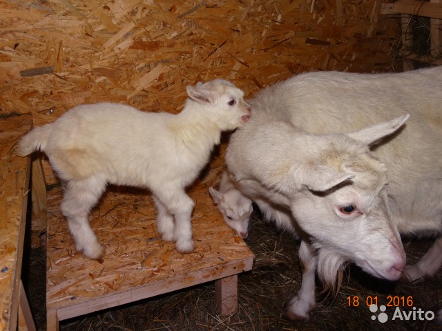 На фото взрослая зааненская коза и козленок.