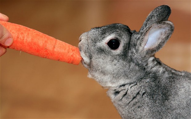 кролик и морковка.