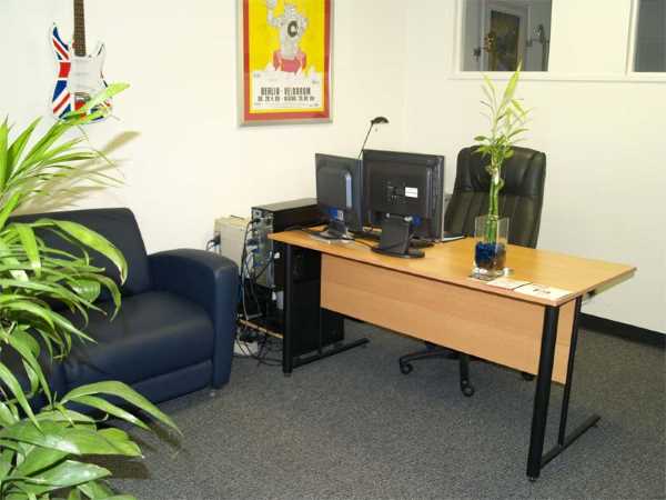 Комнатный бамбук часто ставят в офисах.