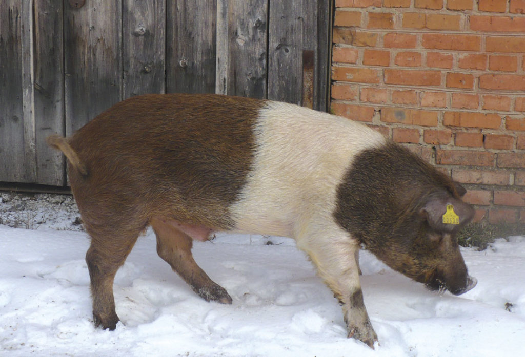 Красно-поясная порода свиней.