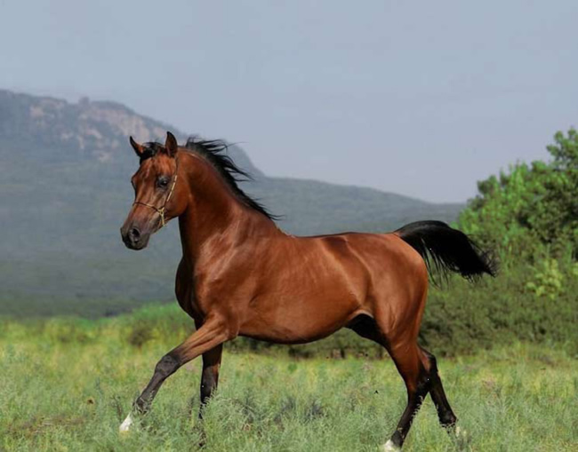 Арабская лошадь .