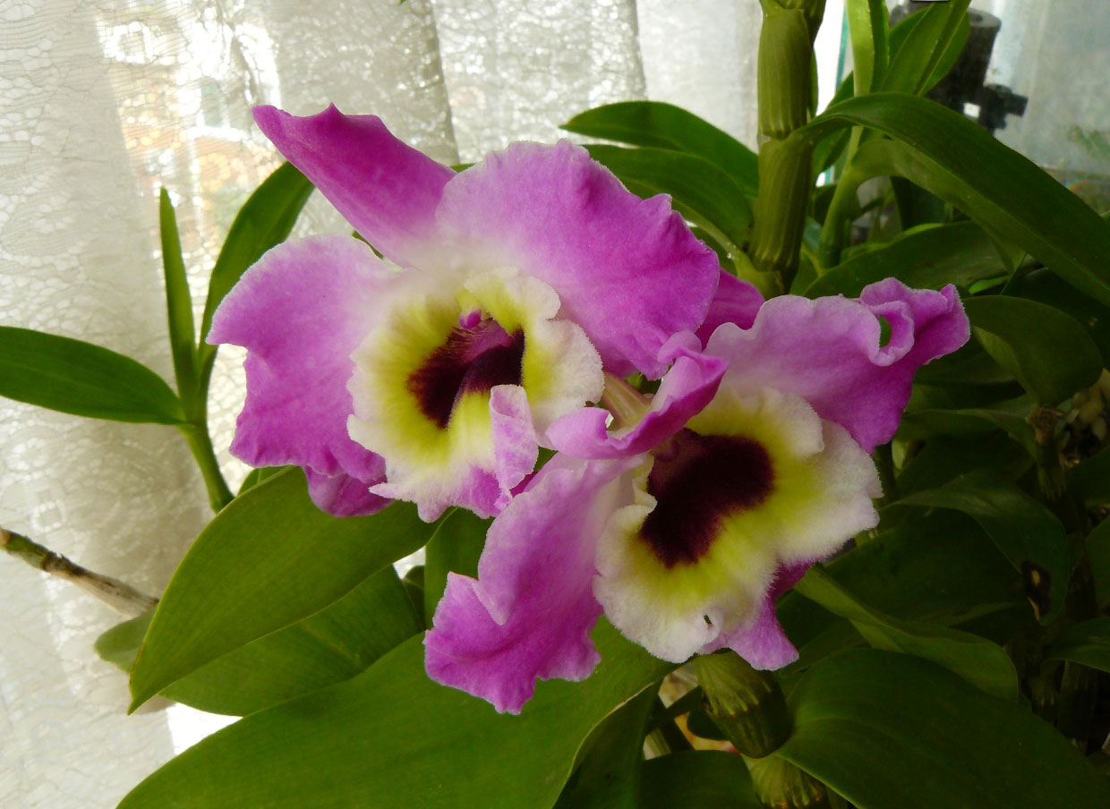 Виды Орхидей С Фото И Названиями Дендробиум