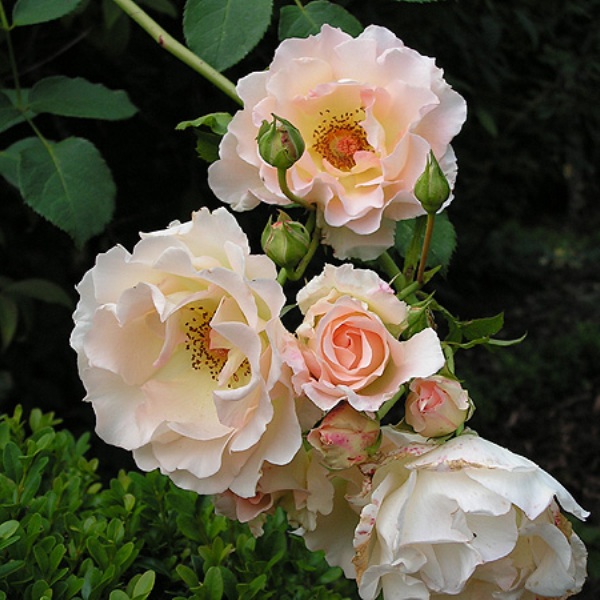 Роза рококо