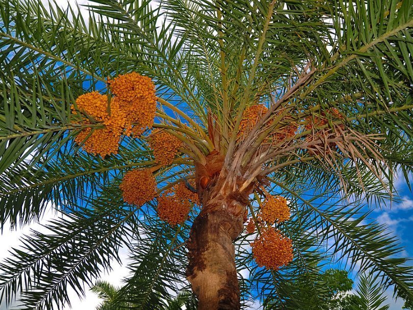 Финиковая пальма в Африке.