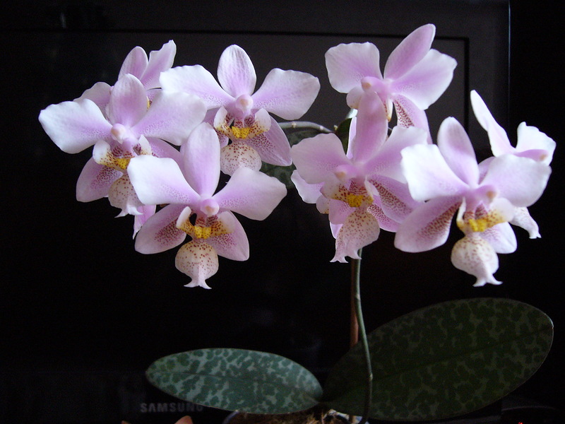 Орхидея Филадельфия