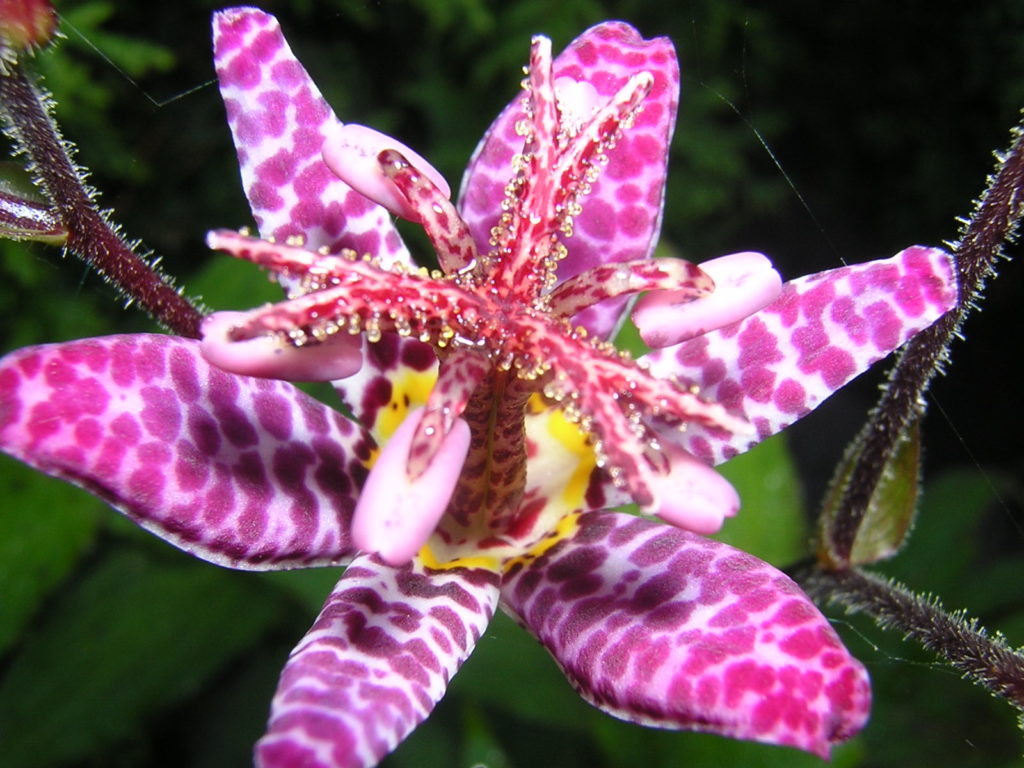 Трициртис (cадовая орхидея)