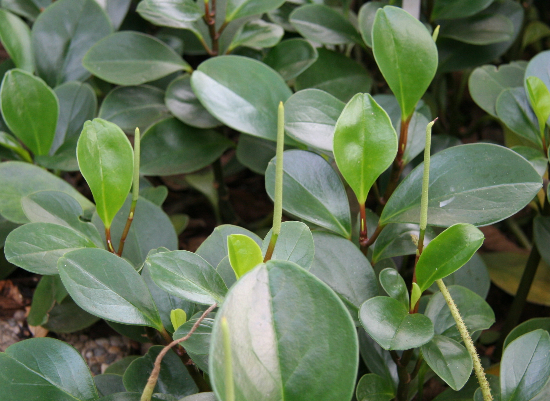 Peperomia magnoliaefolia