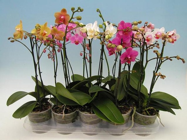 kogda-i-kak-cvetut-orxidei-falenopsis