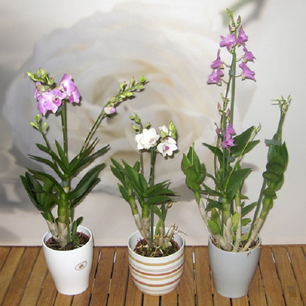 Орхидея Дендробиум Уход Фото
