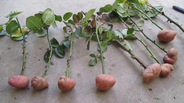 Укоренение черенков роз в картофеле