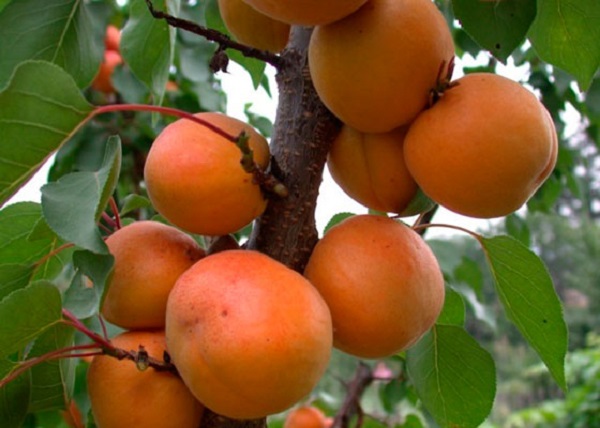 Лучшие сорта абрикосов для Подмосковья: с фото и описанием