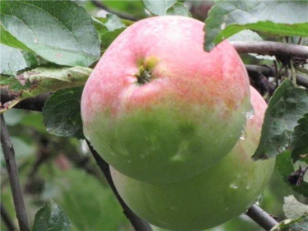 Яблоки Подмосковья Фото