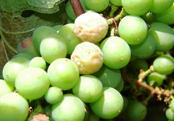 Основные заболевания винограда