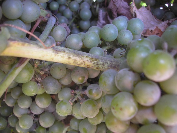 Основные заболевания винограда