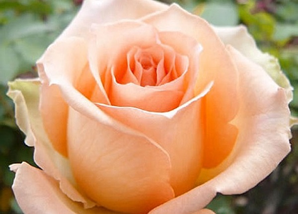 Сорт роз Версилия