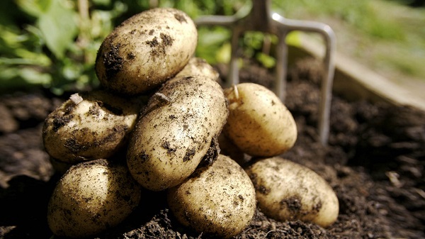 Сорт картофеля Джелли: фото и описание
