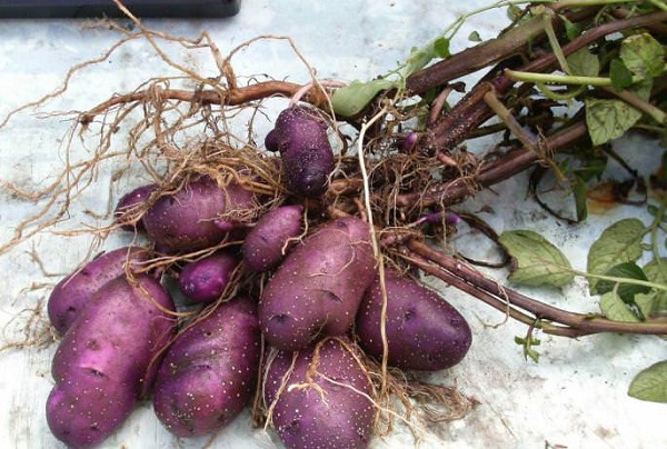 Сорт картофеля Голубой Дунай: фото, характеристика, отзывы