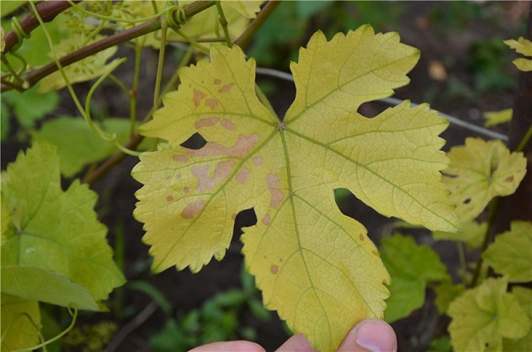 Причины и лечение хлороза винограда