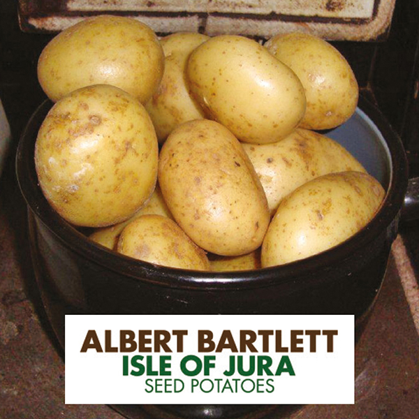 Картофель Джура: фото и описание, отзывы