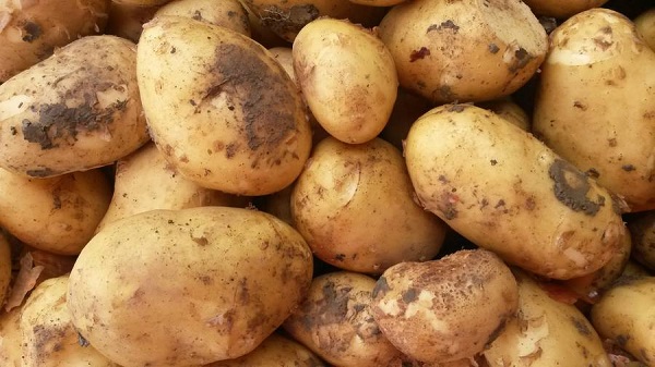 Сорт картофеля Алладин: фото и описание