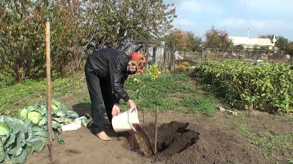 Подготовка ямы для посадки яблони