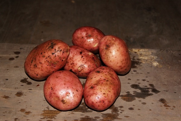 Сорт картофеля Алладин: фото и описание