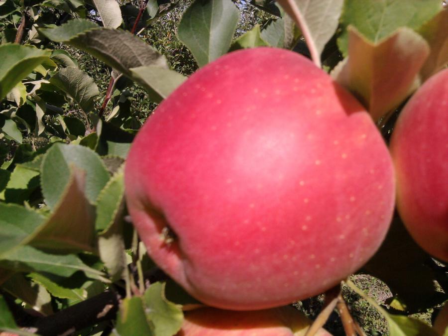 Осенние Яблоки Сорта С Фото