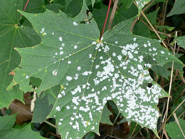 Белый налет на листьях винограда: причины и лечение
