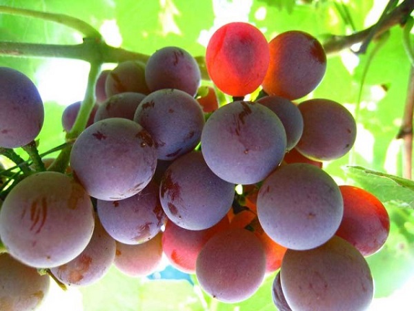 Неукрывные сорта винограда