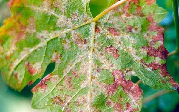 Почему на листьях винограде белый налет и как с ним бороться