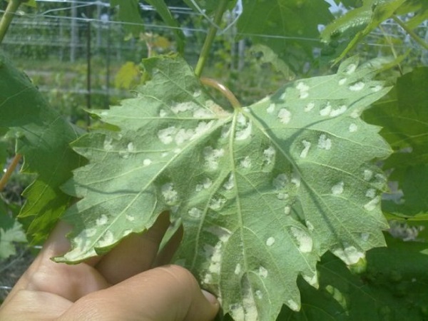Почему на листьях винограде белый налет и как с ним бороться