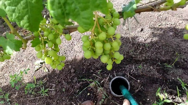 Особенности полива винограда в летний сезон