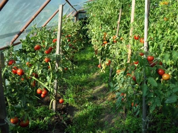 привязанные томаты Сибирский скороспелый в теплице