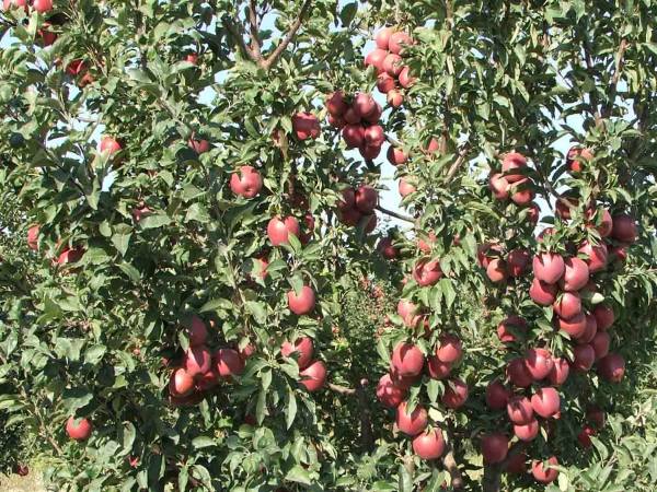 дерево яблони Старкримсон с плодами